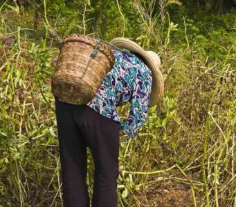 Country Lore: Gleaning After the Harvest Image